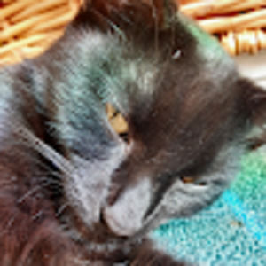 Meet your Posher, Ada